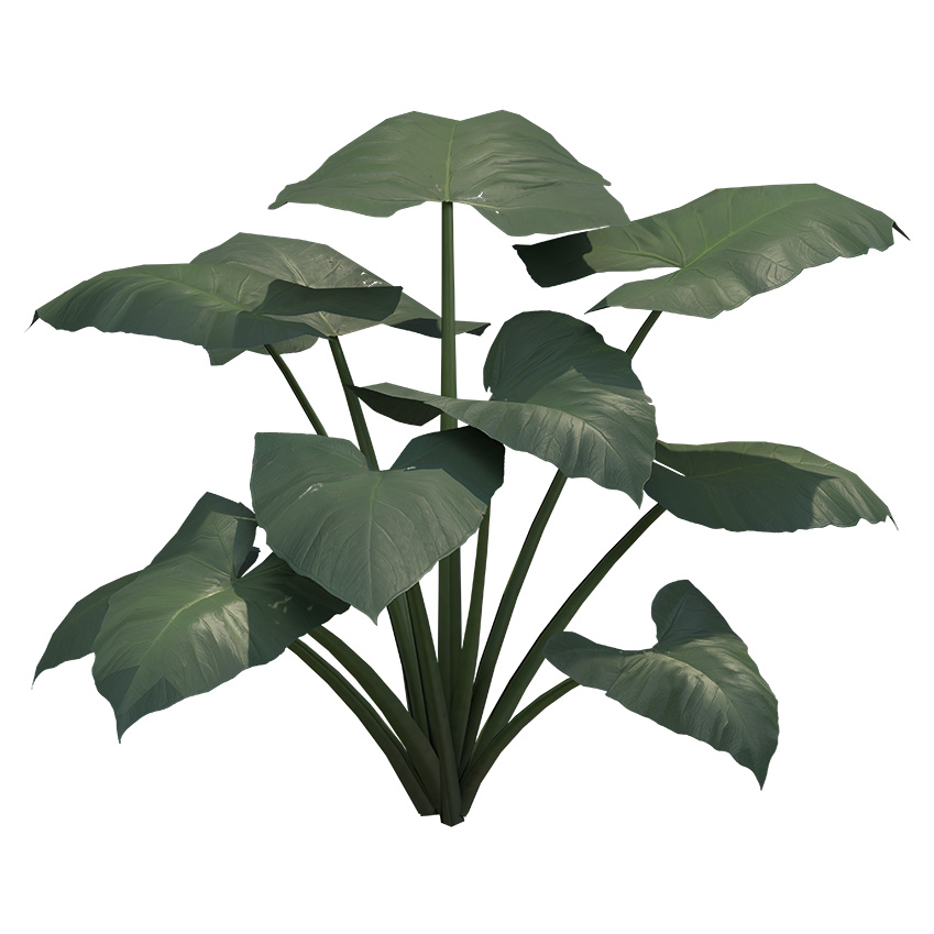 Colocasia esculenta antiquorum - Black Elephant Ear